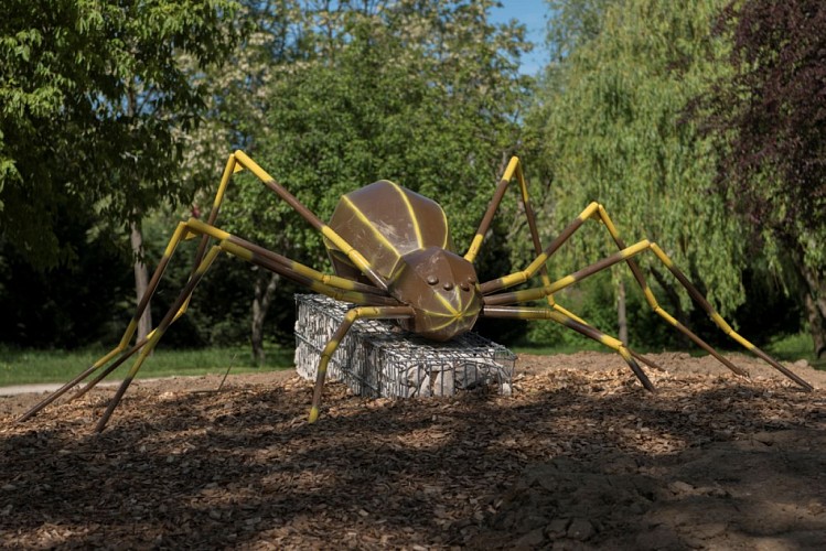 Venir serrer la patte à Gipsy, notre araignée XXL