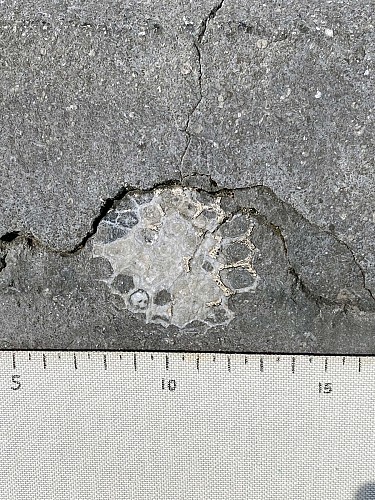 Corail colonial Michelinia