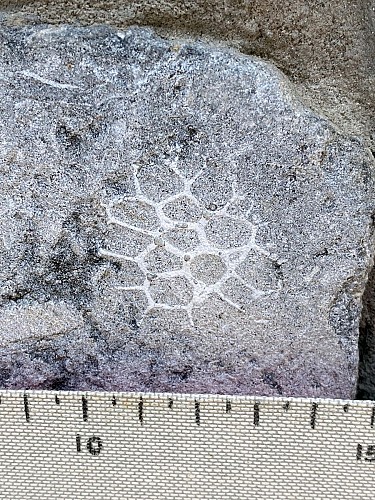 Corail colonial Michelinia