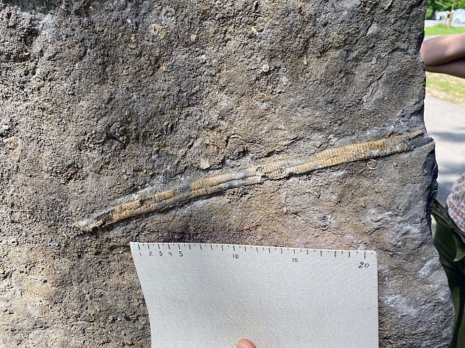 La face cachée des sculptures : grande tige de crinoïde