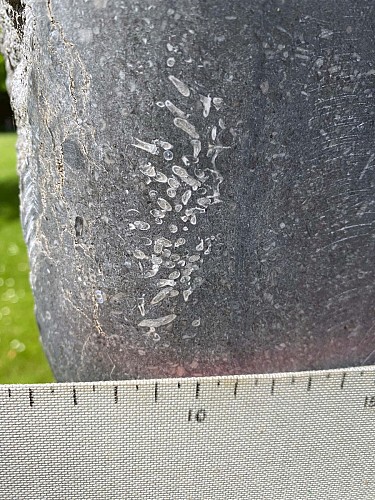 La face cachée des sculptures : Corail Syringopora