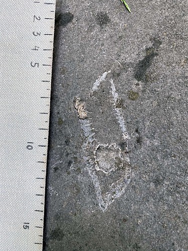 Mollusque rostroconche Conocardium