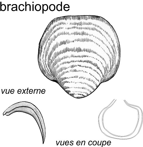 Brachiopode Palaeochoristites et rostroconche
