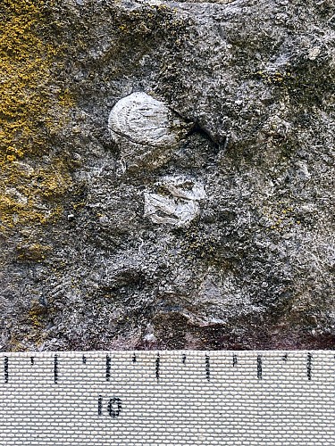 Brachiopodes productidés