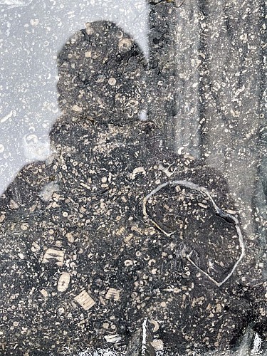 Michelinia, Leptagonia, et crinoïdes