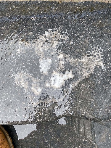 Michelinia, Leptagonia, et crinoïdes