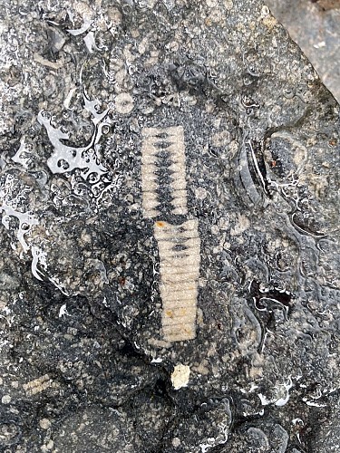 Michelinia, Leptagonia, et crinoïdes