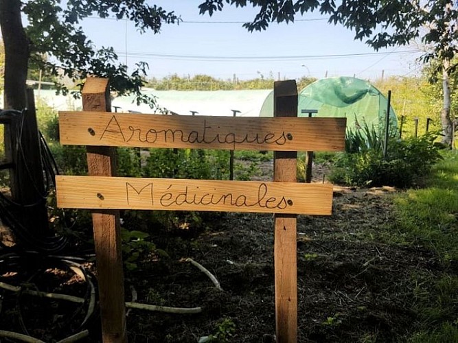PCU_le jardin de Papy Paulo_Le Temple sur Lot_jardin aromatique 2