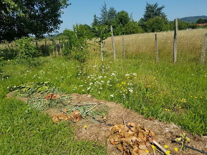 PCU_le jardin de Papy Paulo_Le Temple sur Lot_ligne de culture