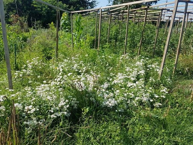 PCU_le jardin de Papy Paulo_Le Temple sur Lot_achillée millefeuille