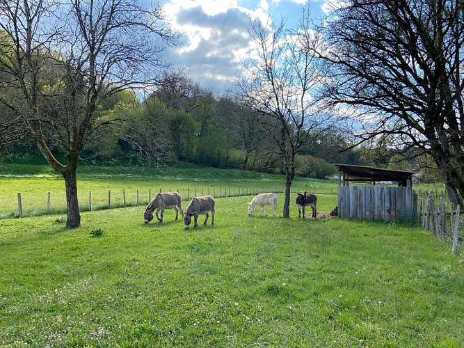 Aux aneries de la Dordonie (4)