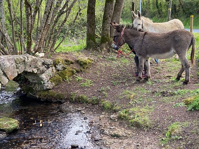 Aux aneries de la Dordonie (5)