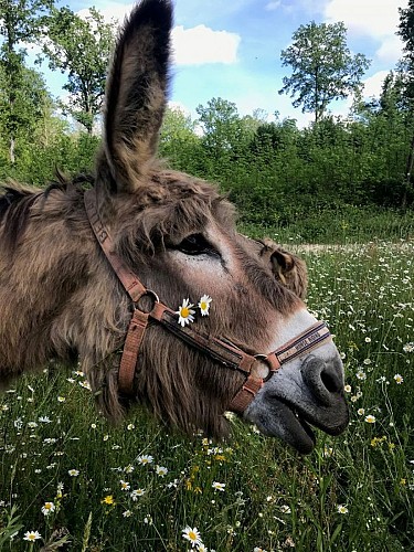 Aux aneries de la Dordonie (6)