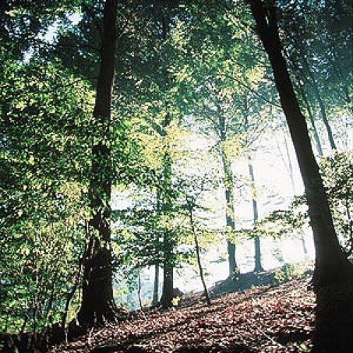 Forêt domaniale de Bon-Secours