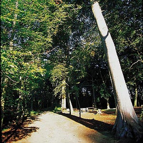 Forêt domaniale de Bon-Secours