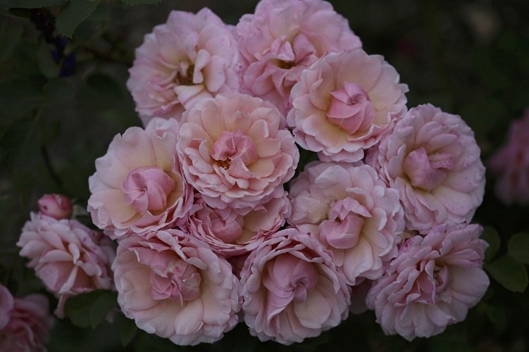 Roseraie Warren Millington 3