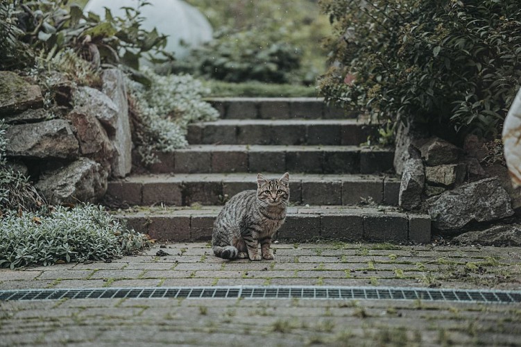 Tuin in La Sautizelle in Fourbechies