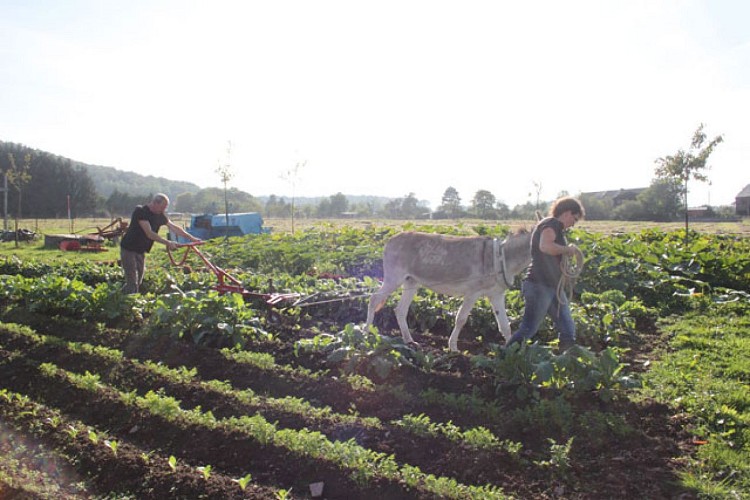 La-fleur-des-champs-olloy