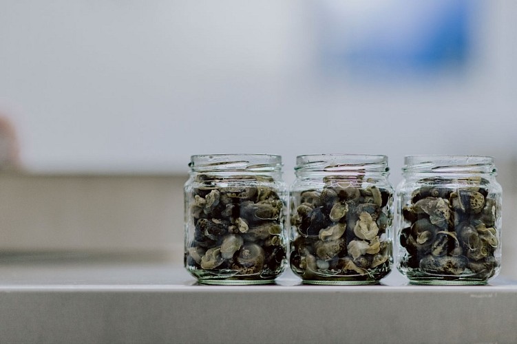Jars of snails from S'lognes in Momignies