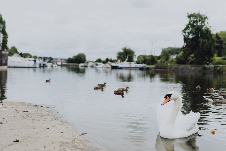 Cygne au Port de Plaisance d'Erquelinnes