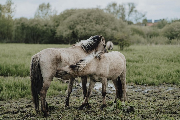 Horses in the LaBuissière Nature Reserve in Merbes-le-Château