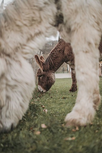 Donkeys of Le Fenil aux Ânes in Walcourt