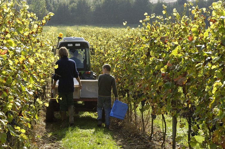 La Bruyère-WBT-JL Flémal-Bovesse - vines, grape harvest, grapes.JPEG 2