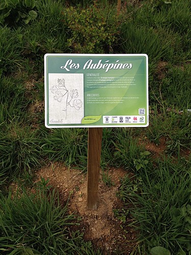 Sawhis_Les Aubépines