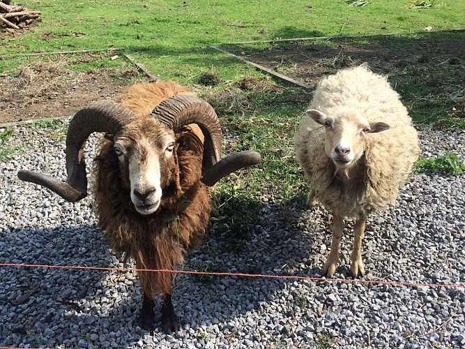 Maison_Rose_Scy_moutons_1