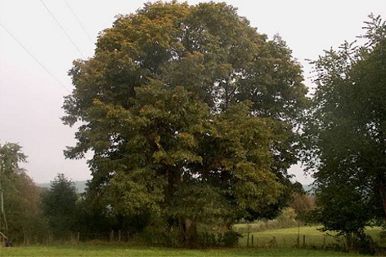 Tilleul du Pendu