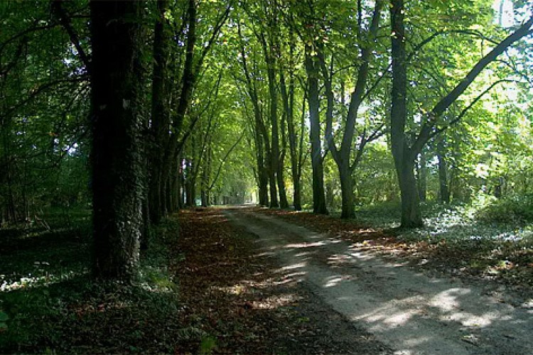 Allee des Marronniers