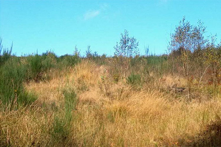 Réserve naturelle de la Tourbière de Lorcé