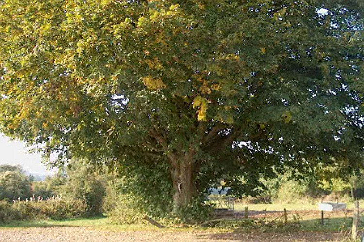 Arbre remarquable d'Insegotte