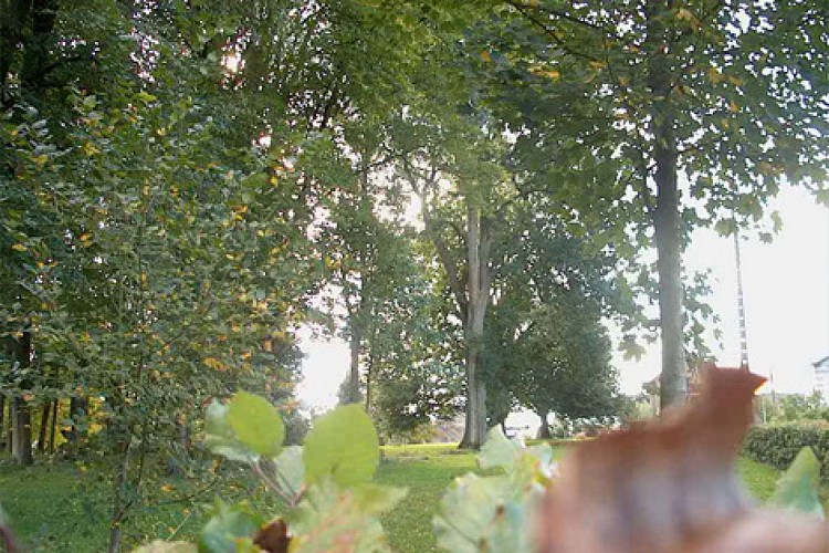 Arbre remarquable de la Fontaine
