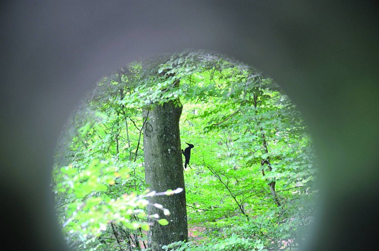 Heppenbach naturerlebnispfad 50 c pierre pauquay