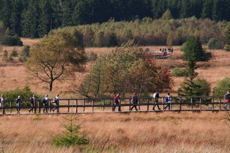 Hohes venn wandern fagne de polleur 04 c eastbelgium.com