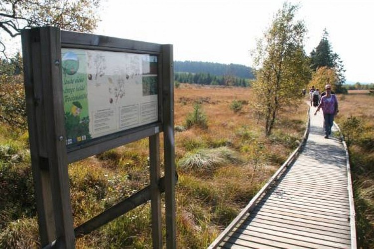 Hohes venn wandern fagne de polleur 05 c eastbelgium.com