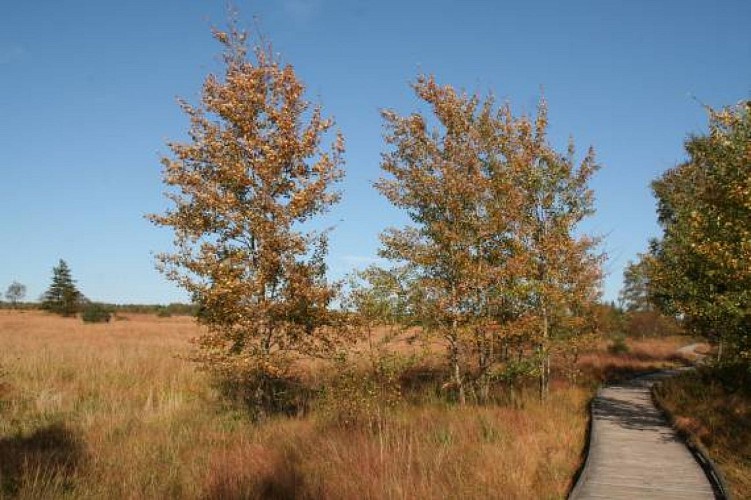 Hohes venn polleur venn 09 c eastbelgium.com