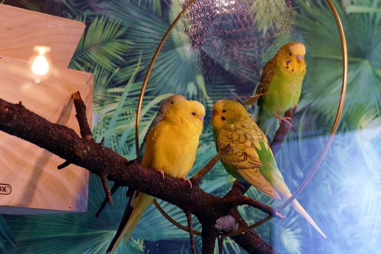 Le Marais - Vitrine entrée oiseaux