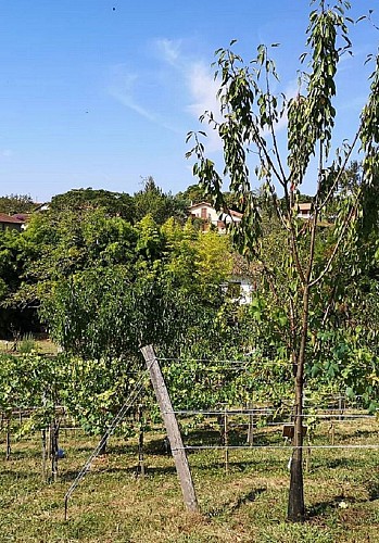 verger conservatoire Mugron - verger