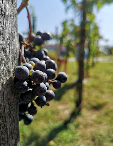 verger conservatoire Mugron - vigne