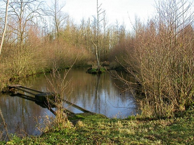 L'étang de Waligny (The Waligny pond)