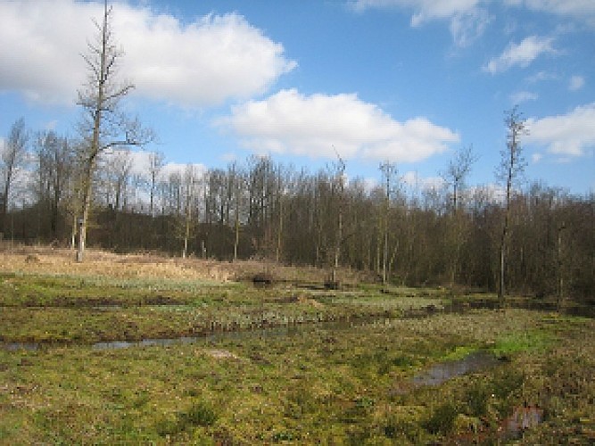 L'étang de Waligny (The Waligny pond)