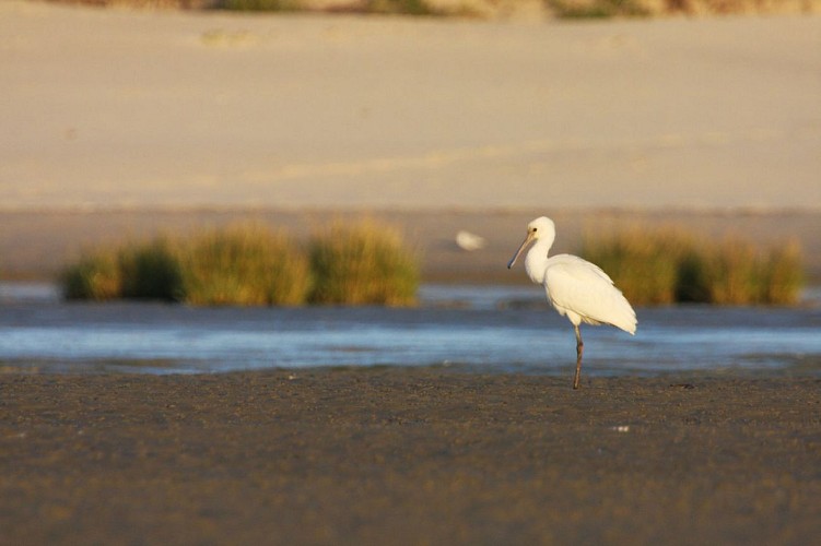 Réserve naturelle nationale de la baie de Canche