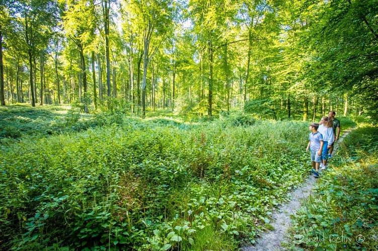Forêt domaniale d'Hesdin