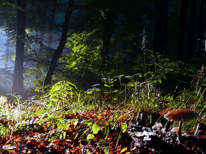 Forêt domaniale d'Hesdin