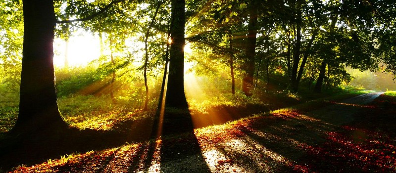 Forêt domaniale d'Hesdin