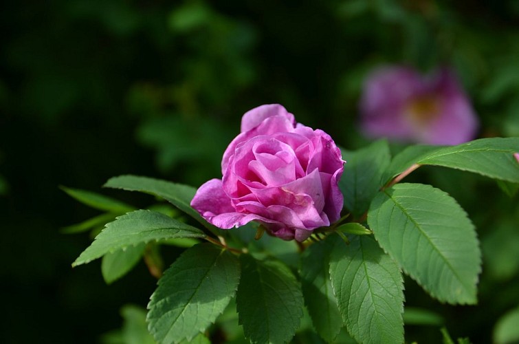 Pépinière-jardin Mela Rosa