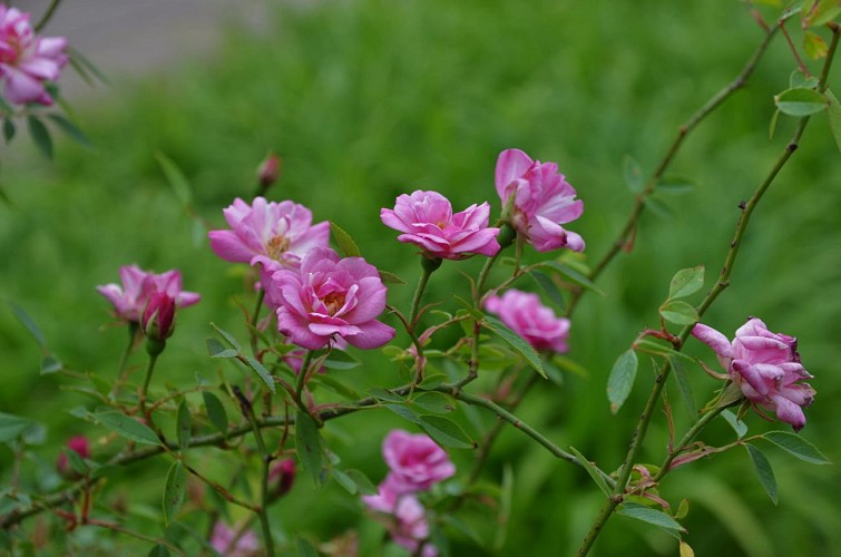 Pépinière-jardin Mela Rosa