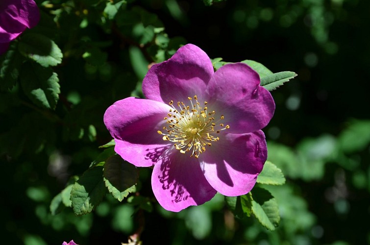 Pépinière-jardin Mela Rosa